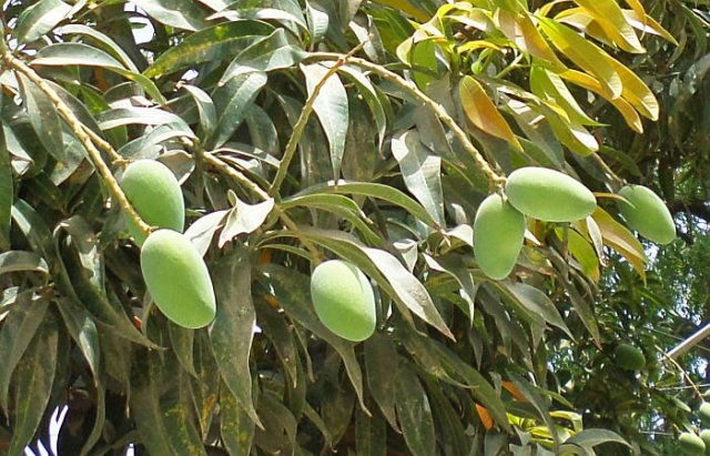 mango 2.jpg