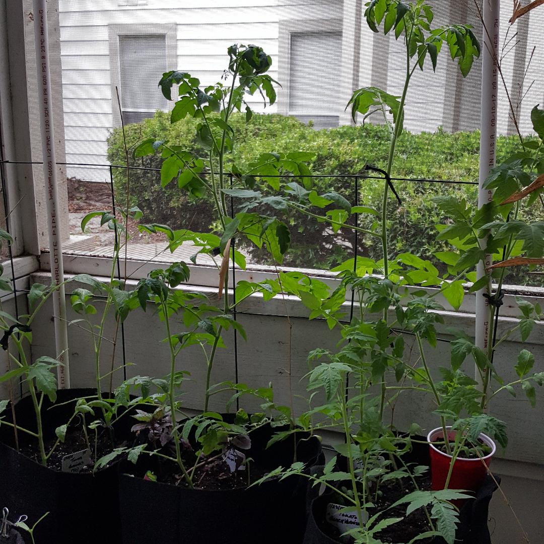 Many Tomatoes.jpg