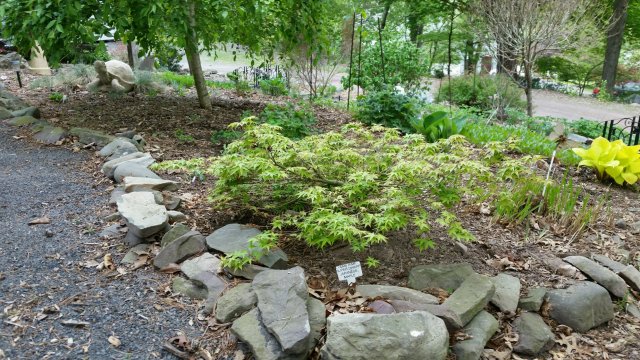 maple tree.jpg
