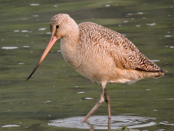 Marbled Godwit.jpg