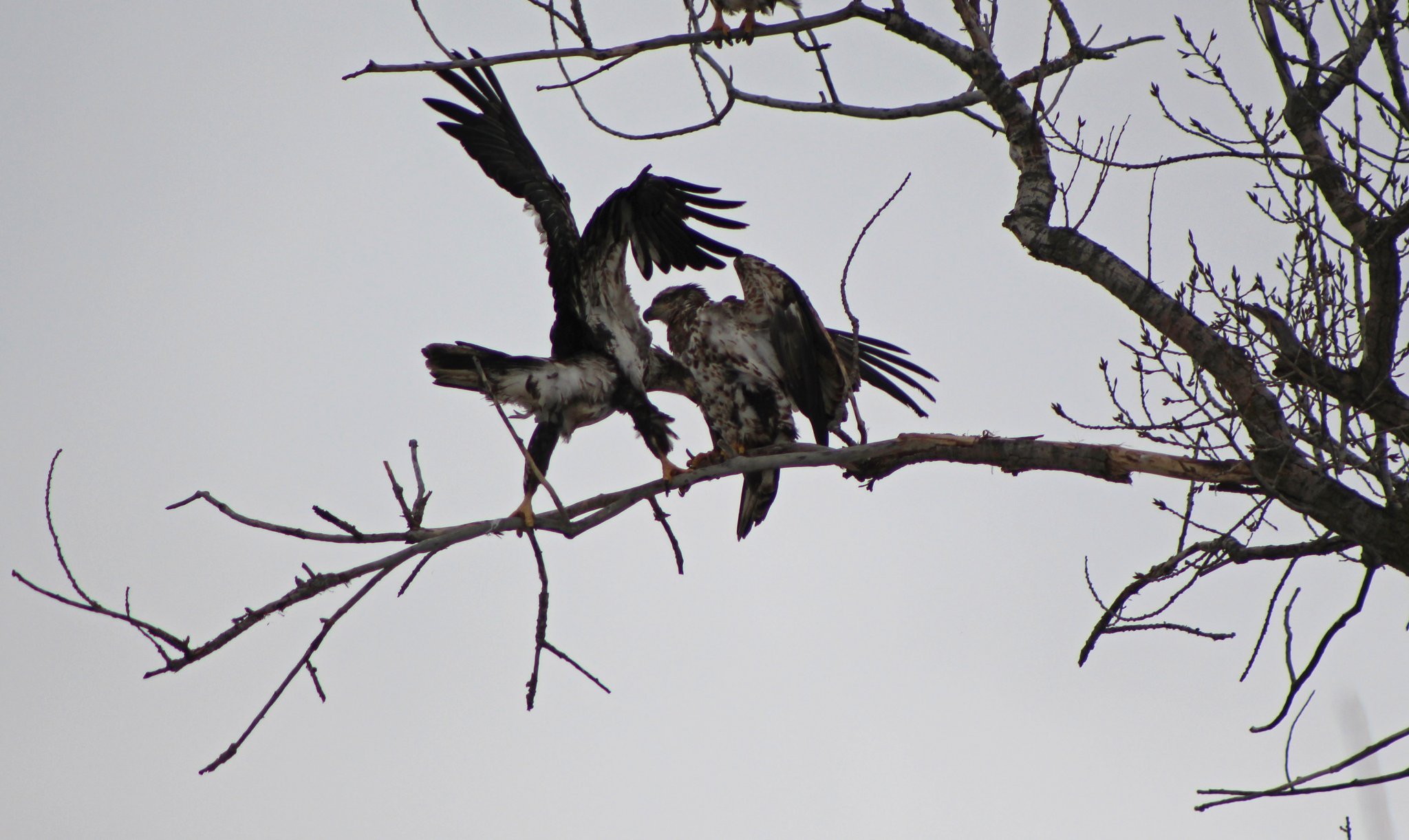 March 6, 2018 519 (2) copy.jpg