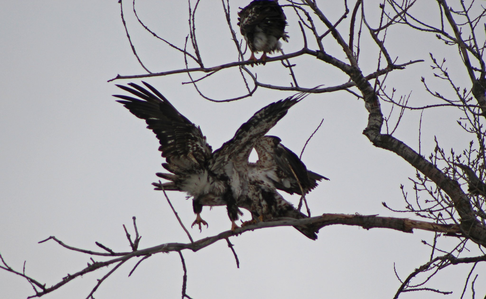 March 6, 2018 520 (2) copy.jpg