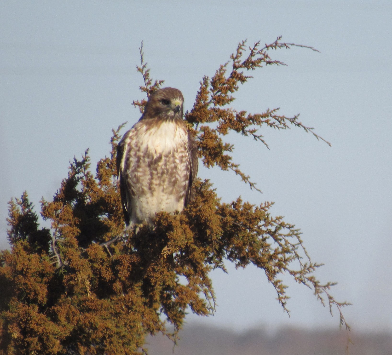 March Cooper's hawk.jpg