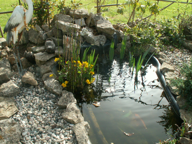 marsh marigolds.JPG