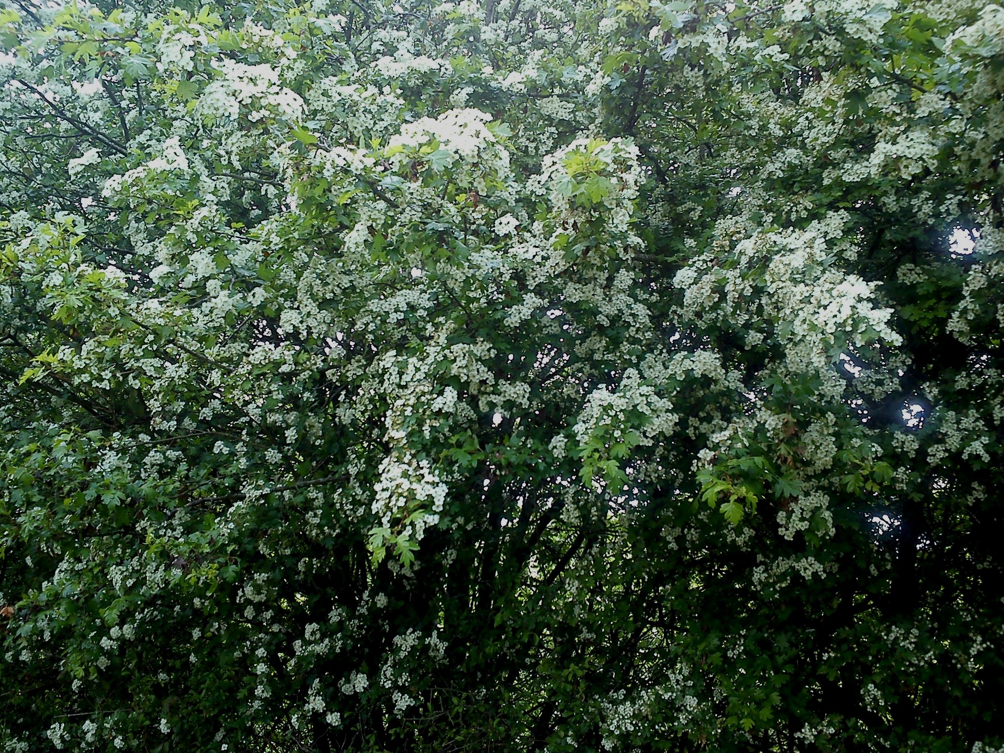 May 17th 2017. 002.jpg