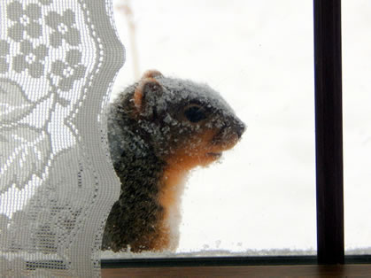 may-18-fox-squirrel-can-i-come-in.jpg
