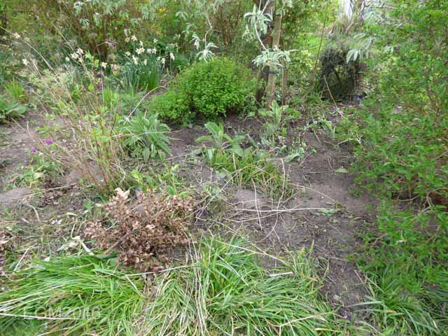 May 2016 Garden 059.jpg