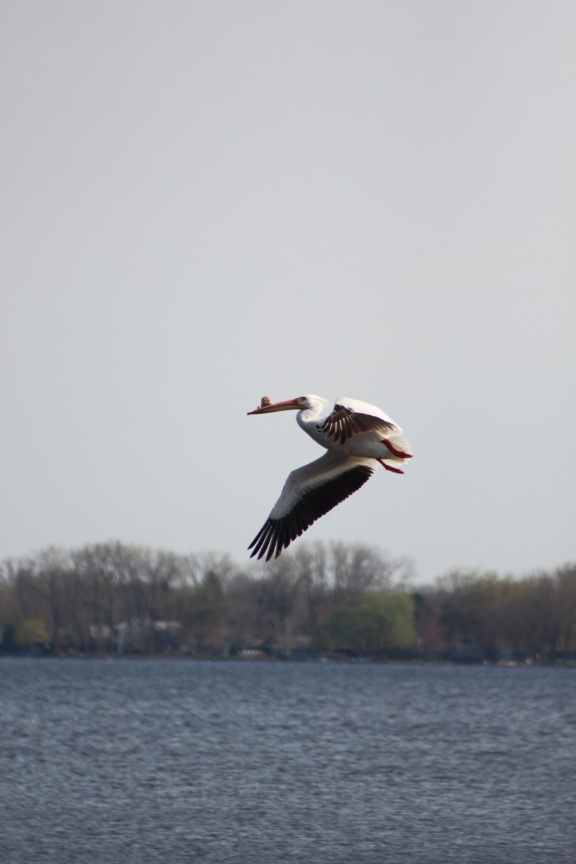 May 5, 2019 042 (2) copy.jpg