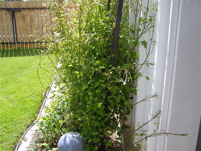 may flowers 005 (Small).JPG