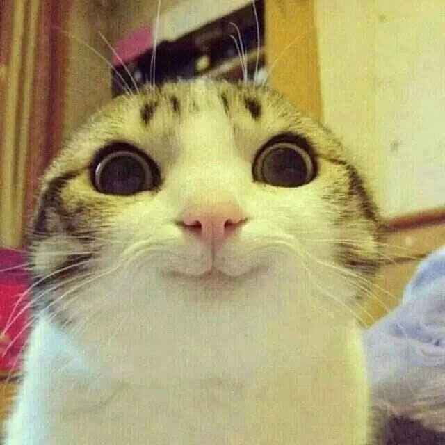 meow.jpg
