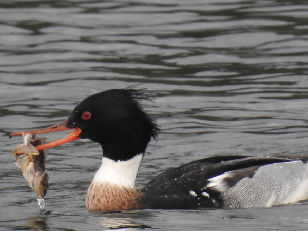 merganser.jpg