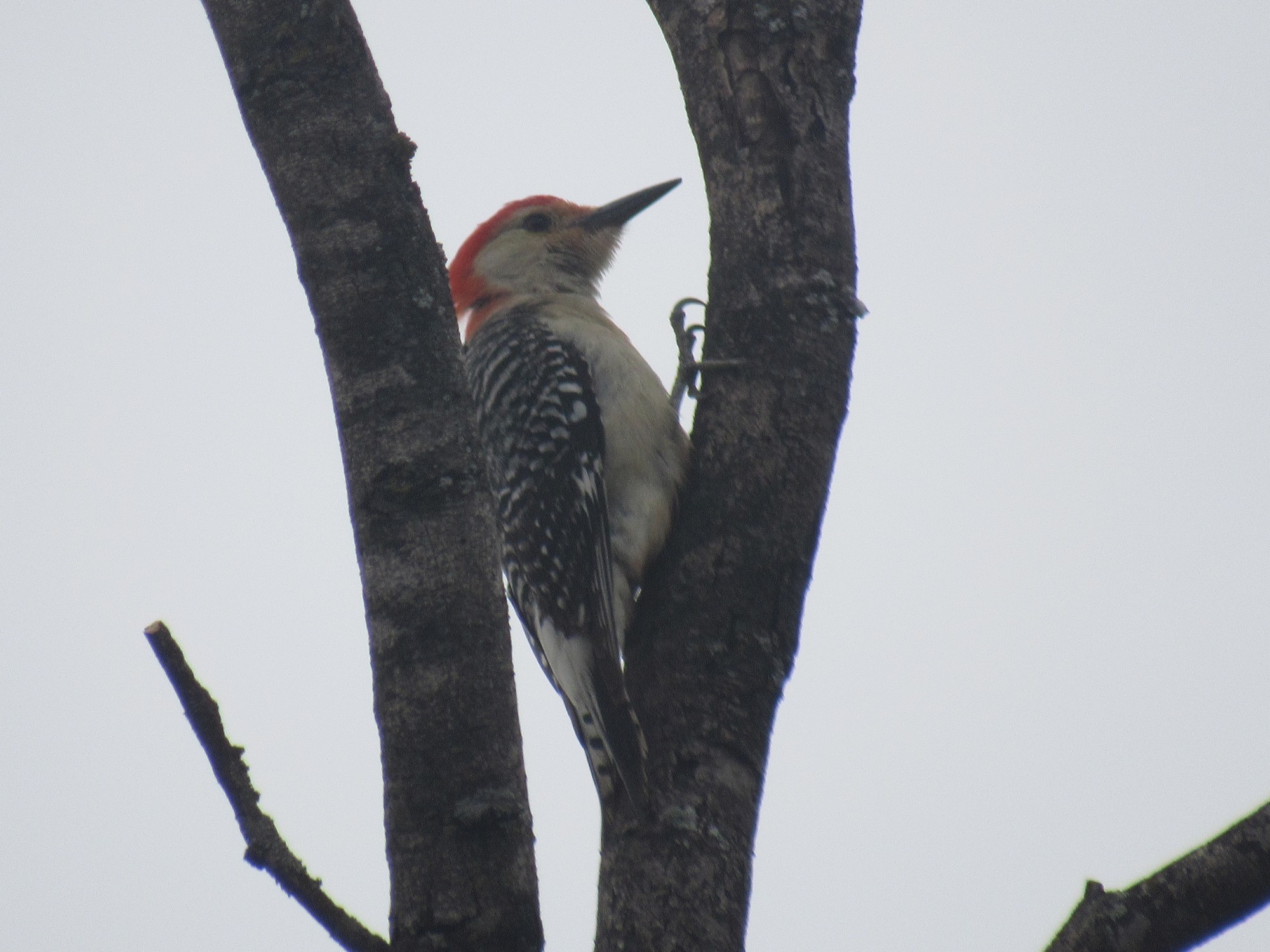 mesquite woodpecker.jpg