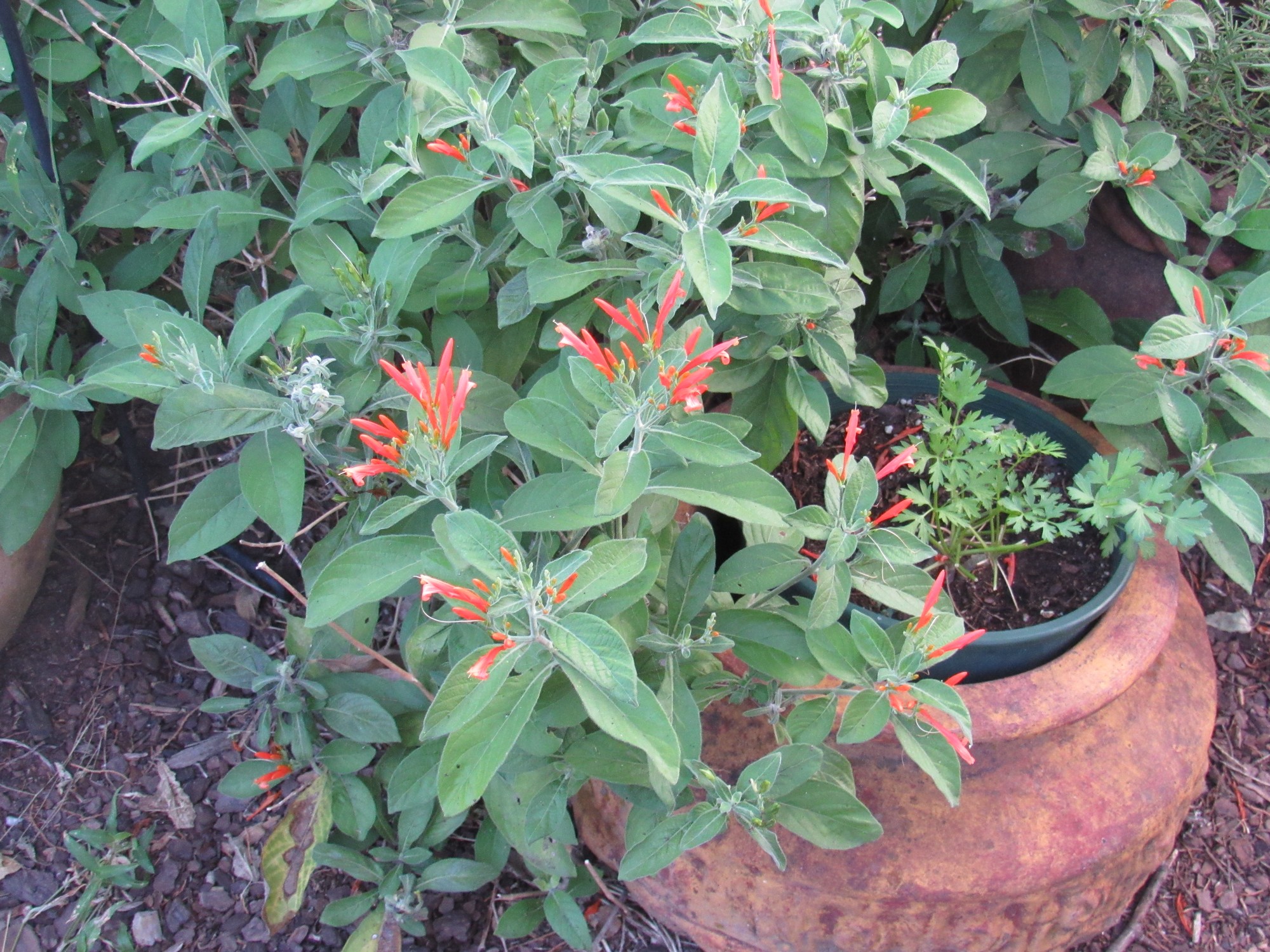 Mex honeysuckle.jpg