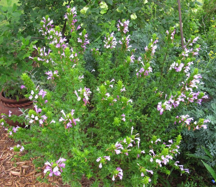 Mexican Oregano.jpg