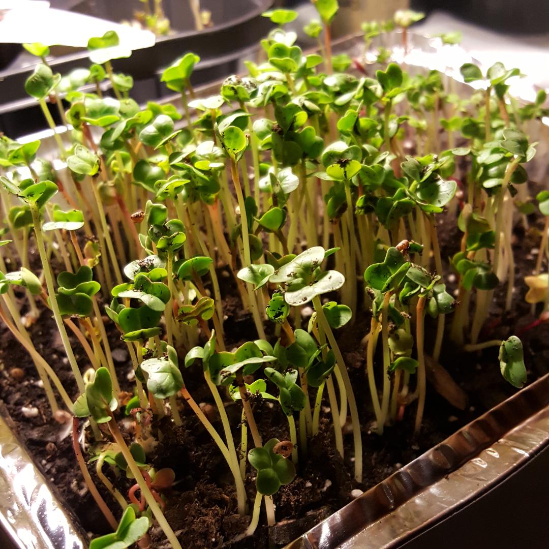 Microgreens 12-28-17.jpg