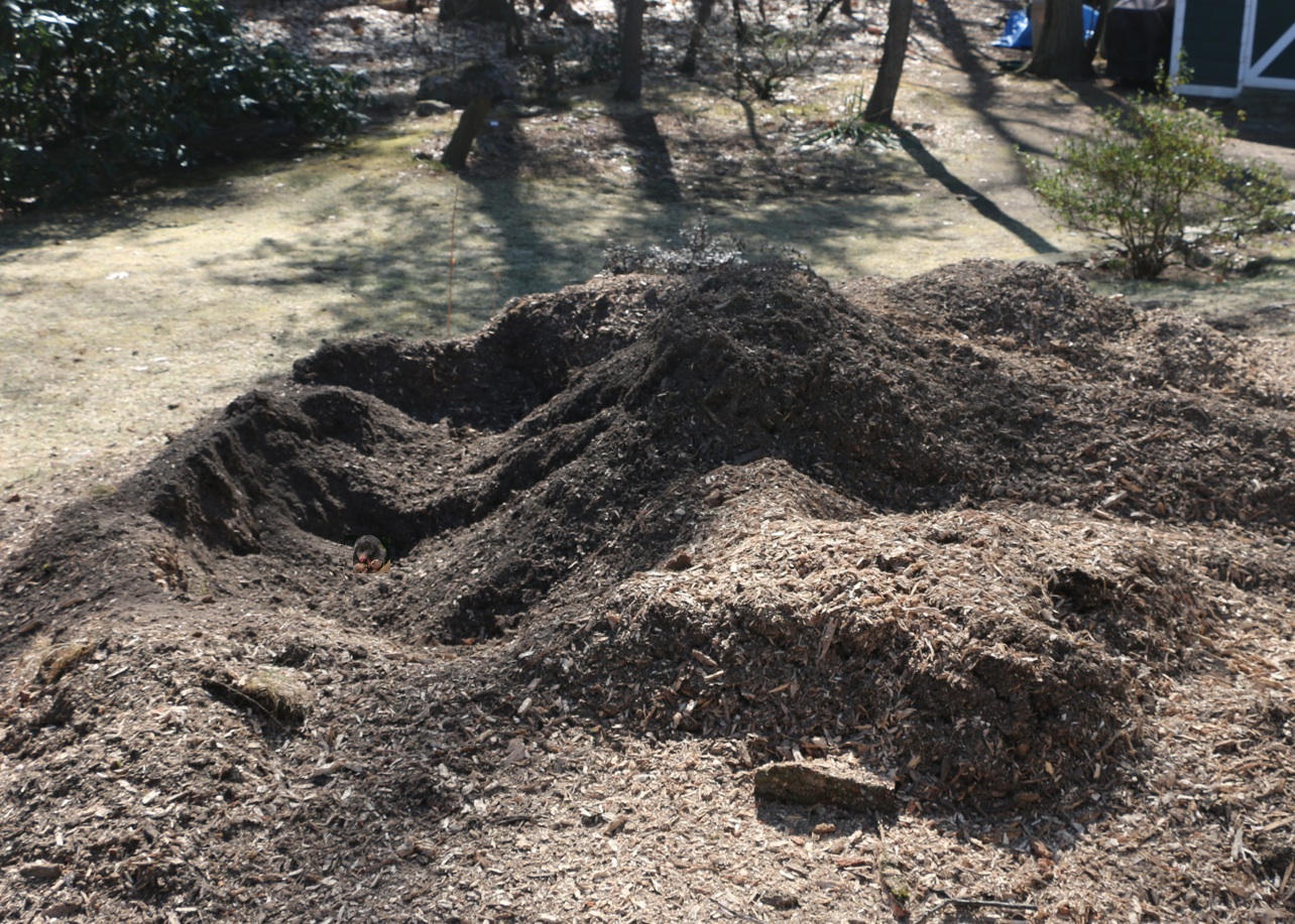 Mole2.jpg