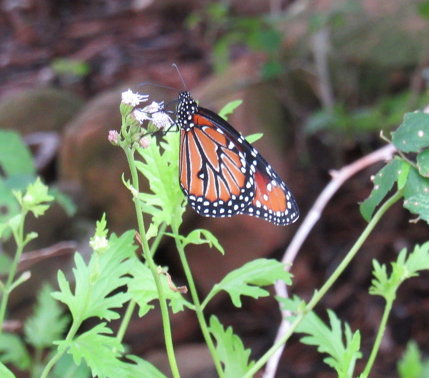 Monarch a.jpg
