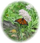 Monarch Butterfly in Sedums (2).jpg