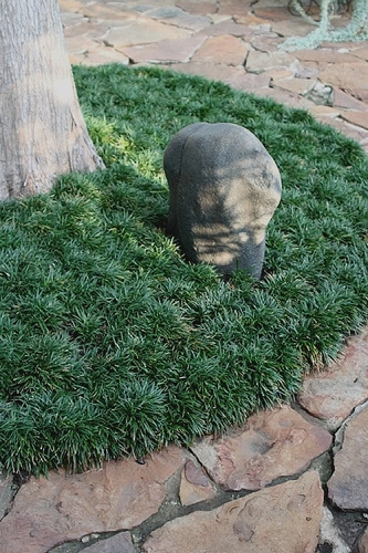 mondograss-dwarf-20_thumbnail.jpg