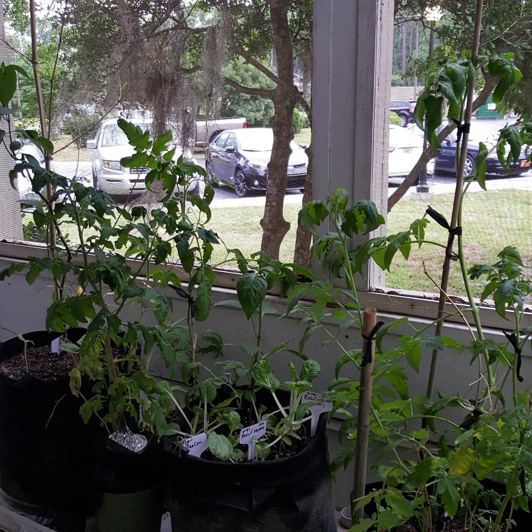 More Tomatoes.jpg