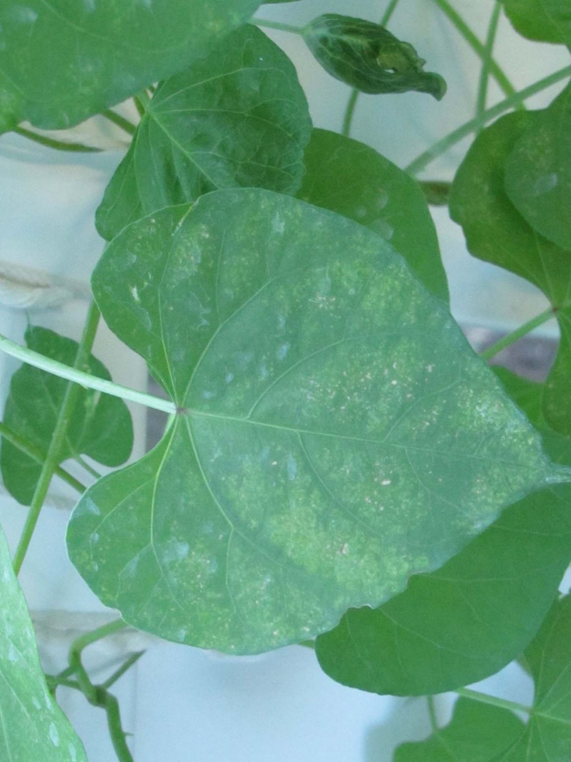 morning_glory_4.jpg