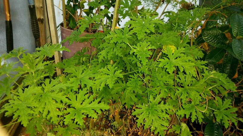 mosquito plant.jpg