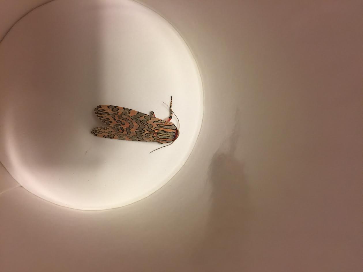 moth.jpg