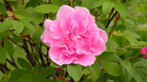 Mother's Day Rose.JPG