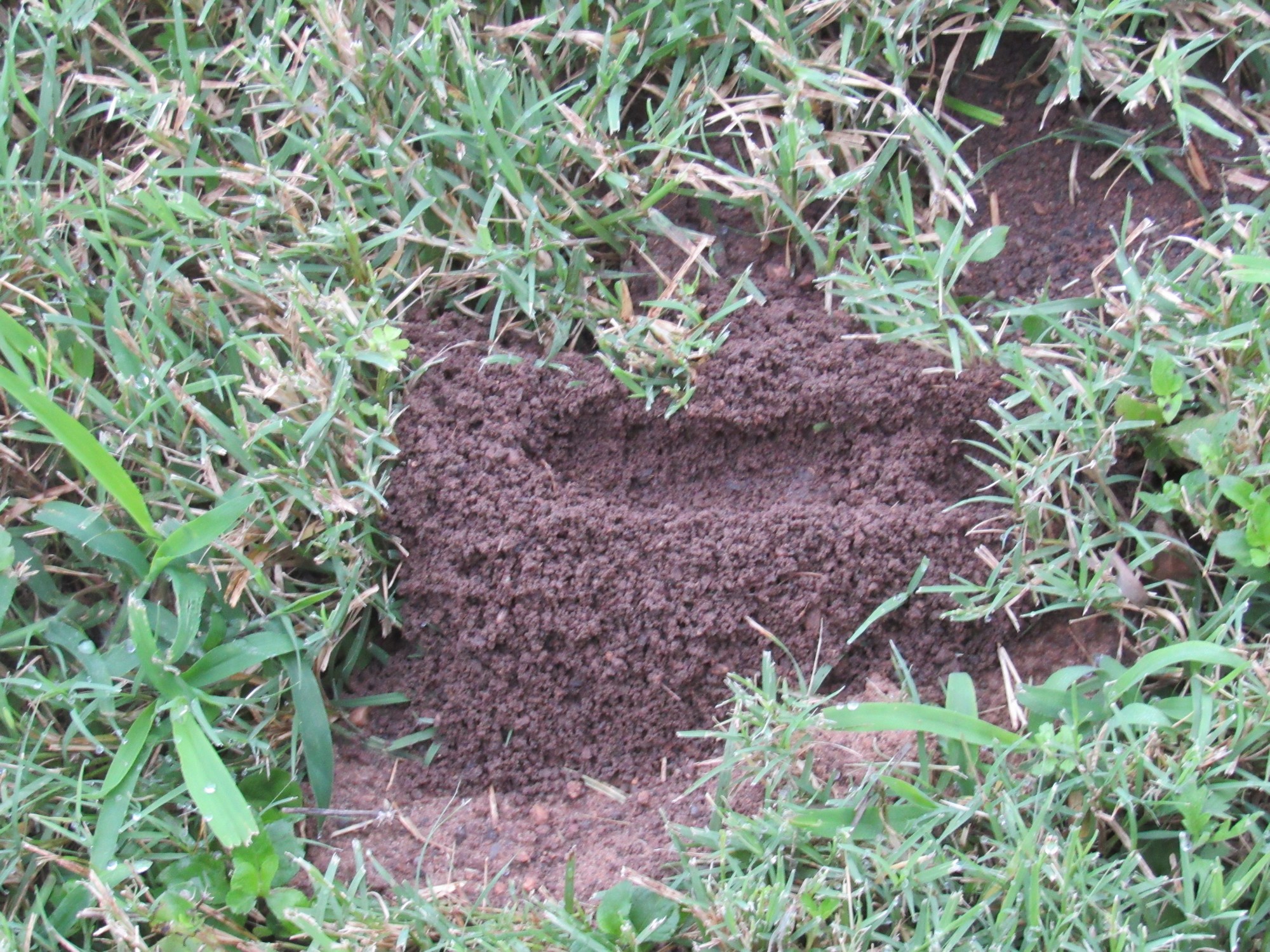 mound 2.jpg
