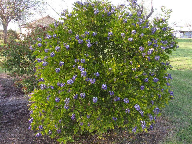 Mountain Laurel.jpg