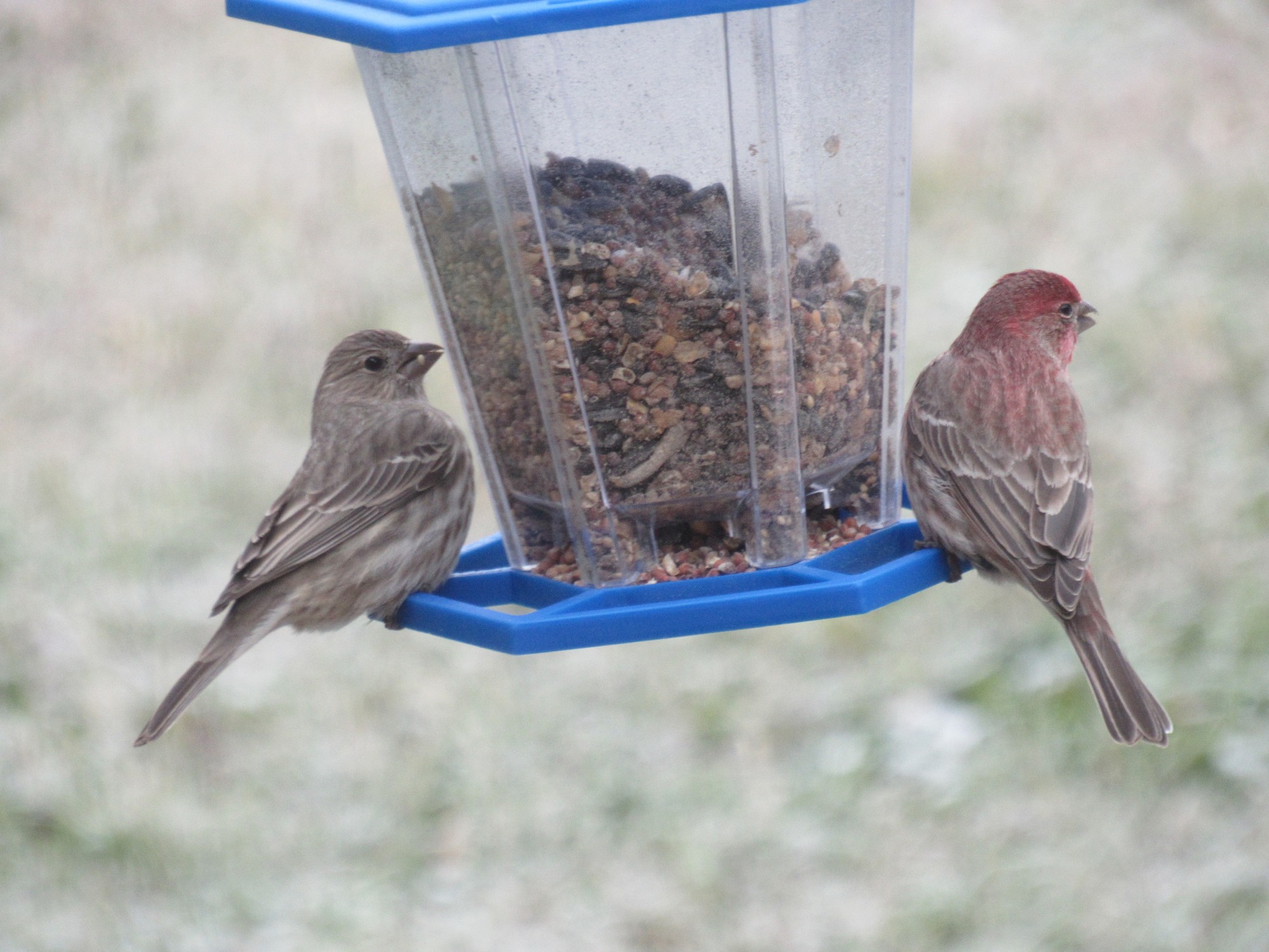 Mr. & Mrs. Finch.jpg
