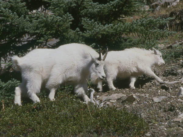 Mt goats.jpg