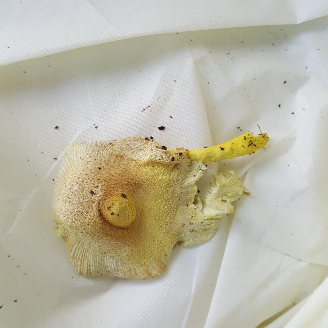 Mushroom.jpg