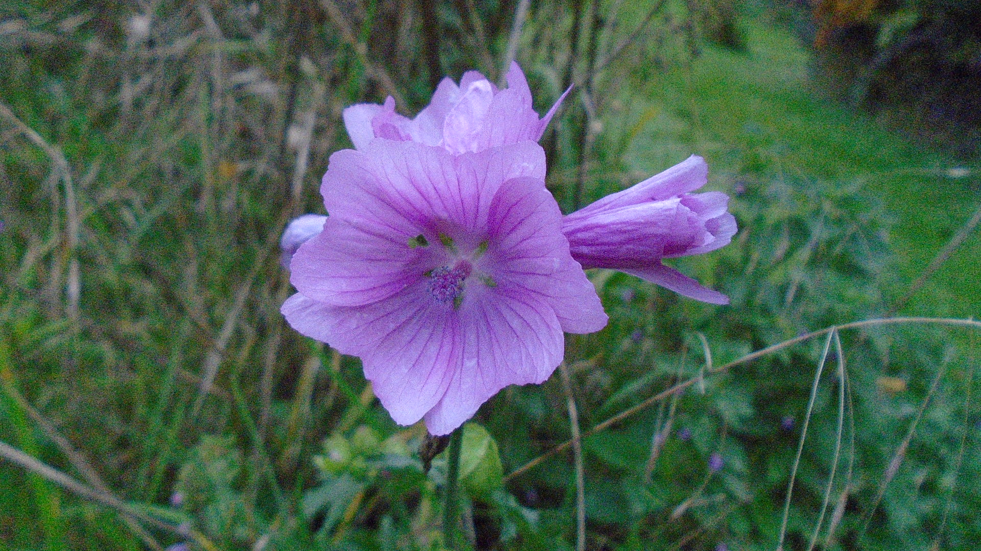 Musk Mallow.JPG