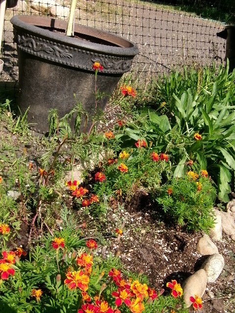mutant marigold.JPG