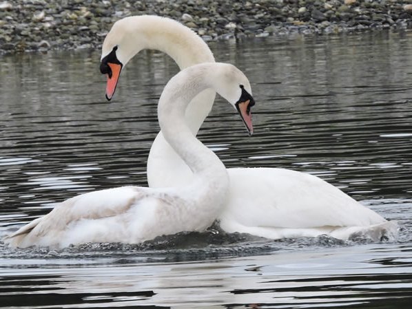 mute swans.jpg