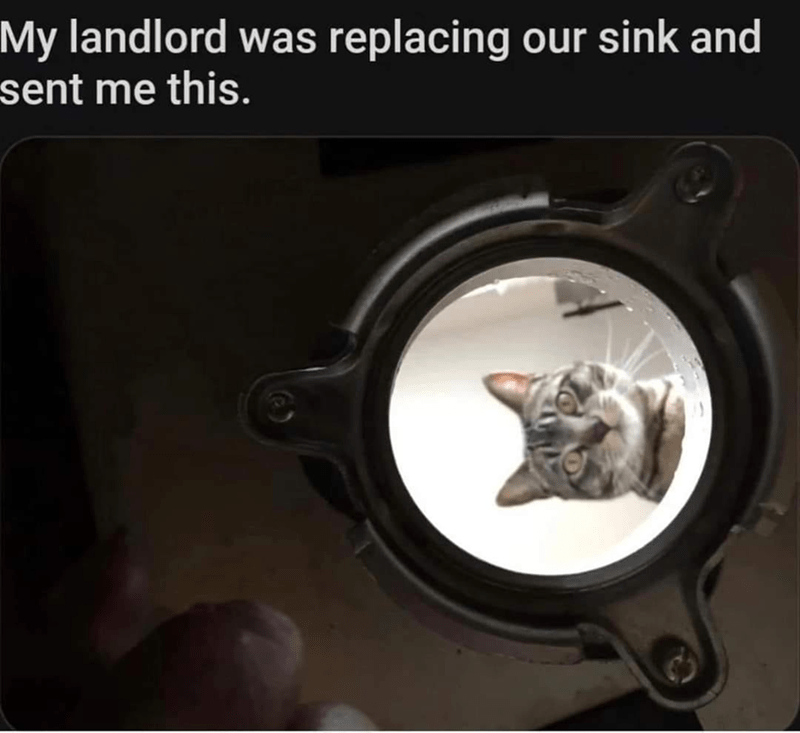 my-landlord-replacing-our-sink-and-sent-this.png