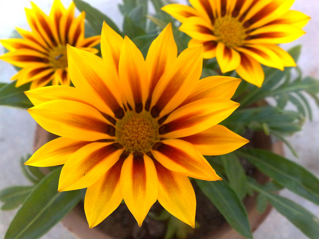 My Plants - Gazania Sunburst.jpg