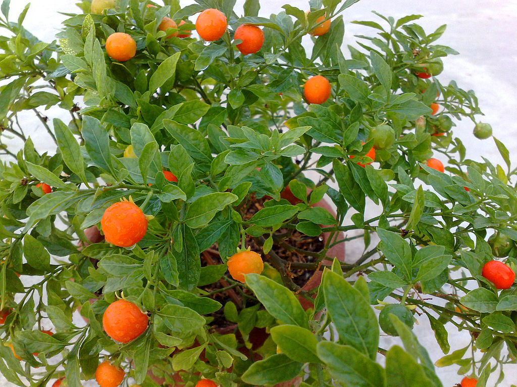 My Plants - Holiday Cheers.jpg