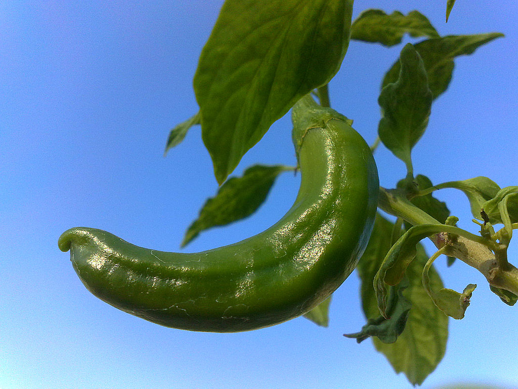 My Plants - Joe-E-Parker Chili 2.jpg