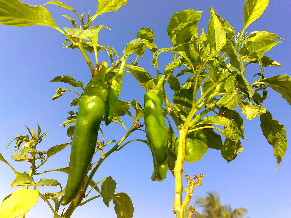 My Plants - Joe-E-Parker Chili 3.jpg