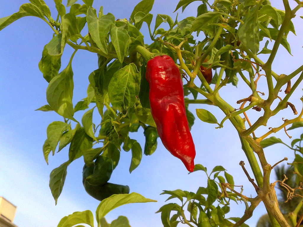 My Plants - Joe-E-Parker Chili 4.jpg