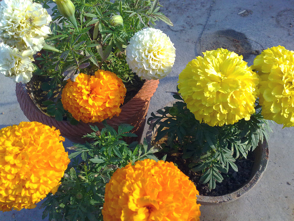 My Plants - Marigolds.jpg