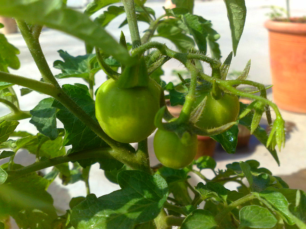 My Plants - Tomatos.jpg