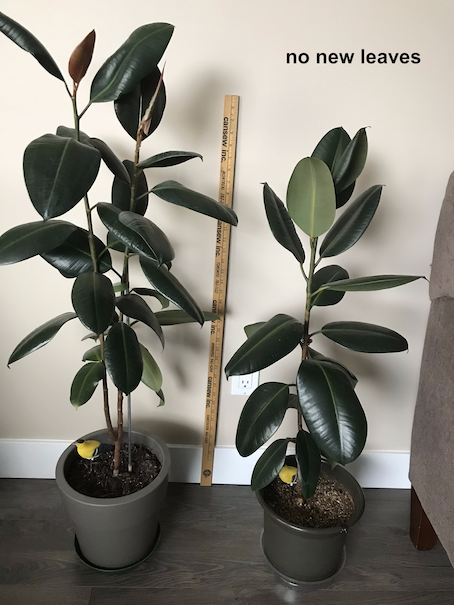 my rubber trees try to resize.png