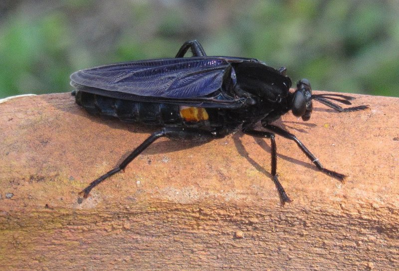 Mydas Fly 2.jpg