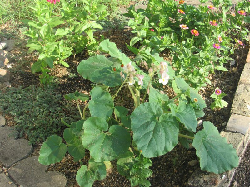 Mystery flower.jpg