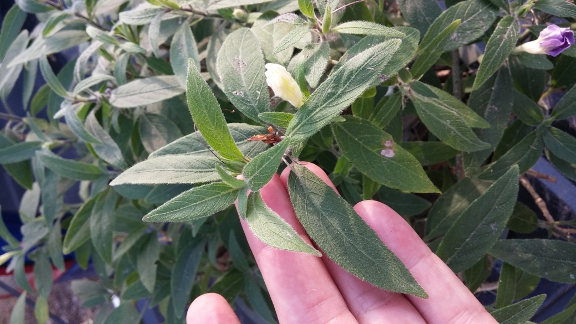 mystery-leaf.jpg
