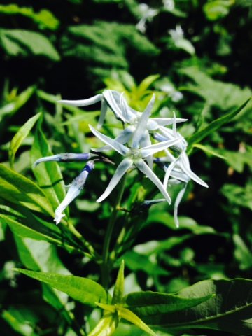 Mystery plant.JPG