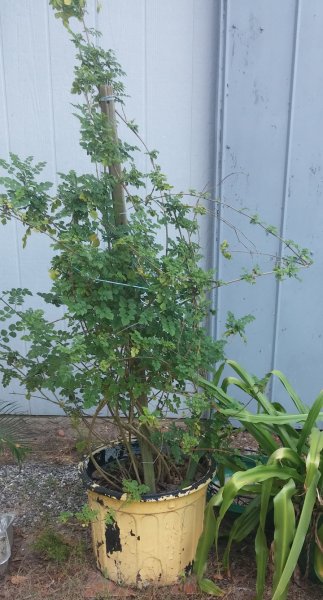 mystery-plant.jpg